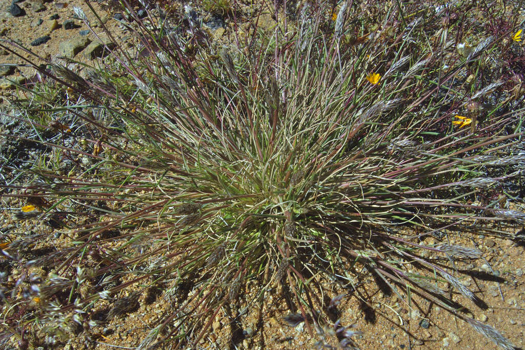 Plancia ëd Schismus schismoides (Stapf ex Conert) Verboom & H. P. Linder