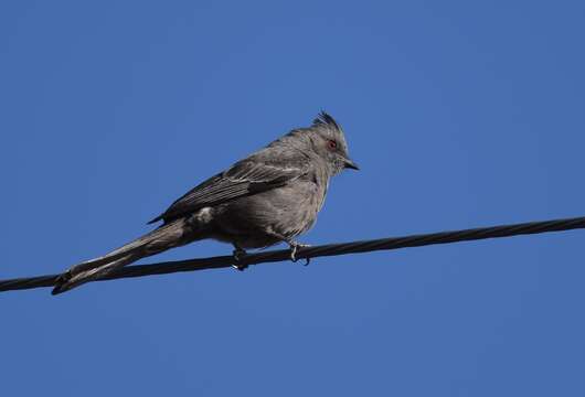 Image of Phainopepla Baird & SF 1858