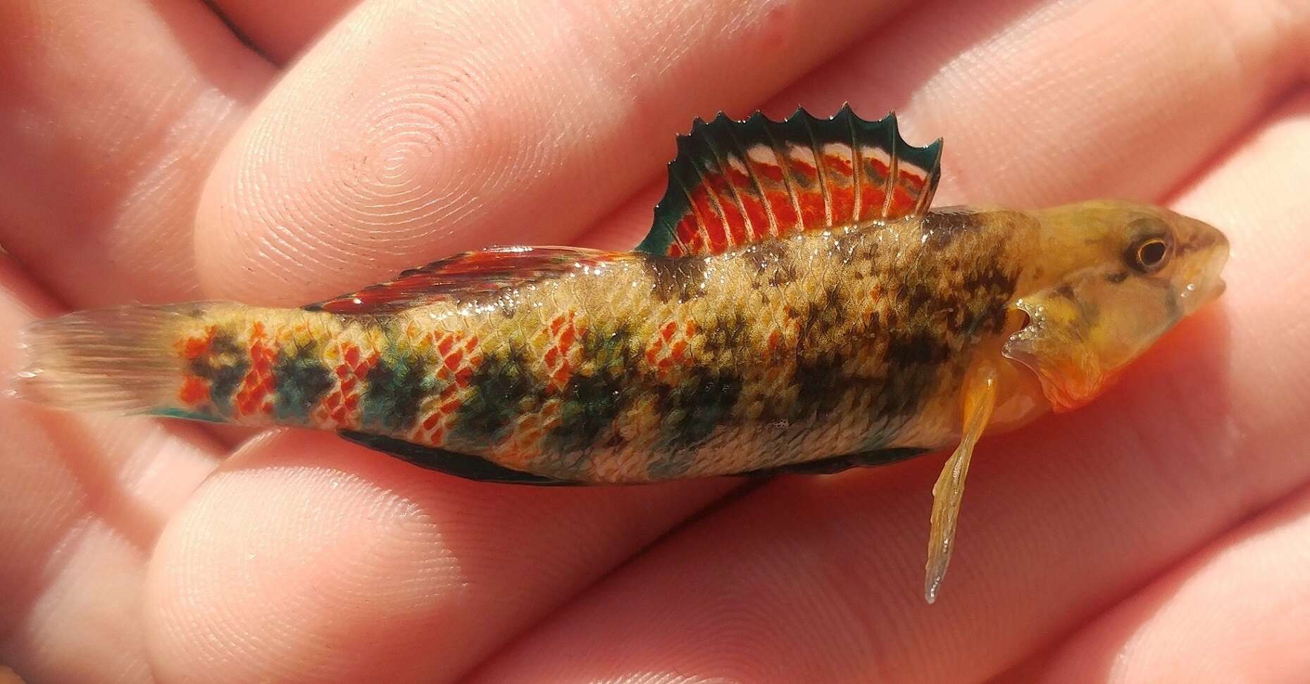 صورة Etheostoma bison Ceas & Page 1997