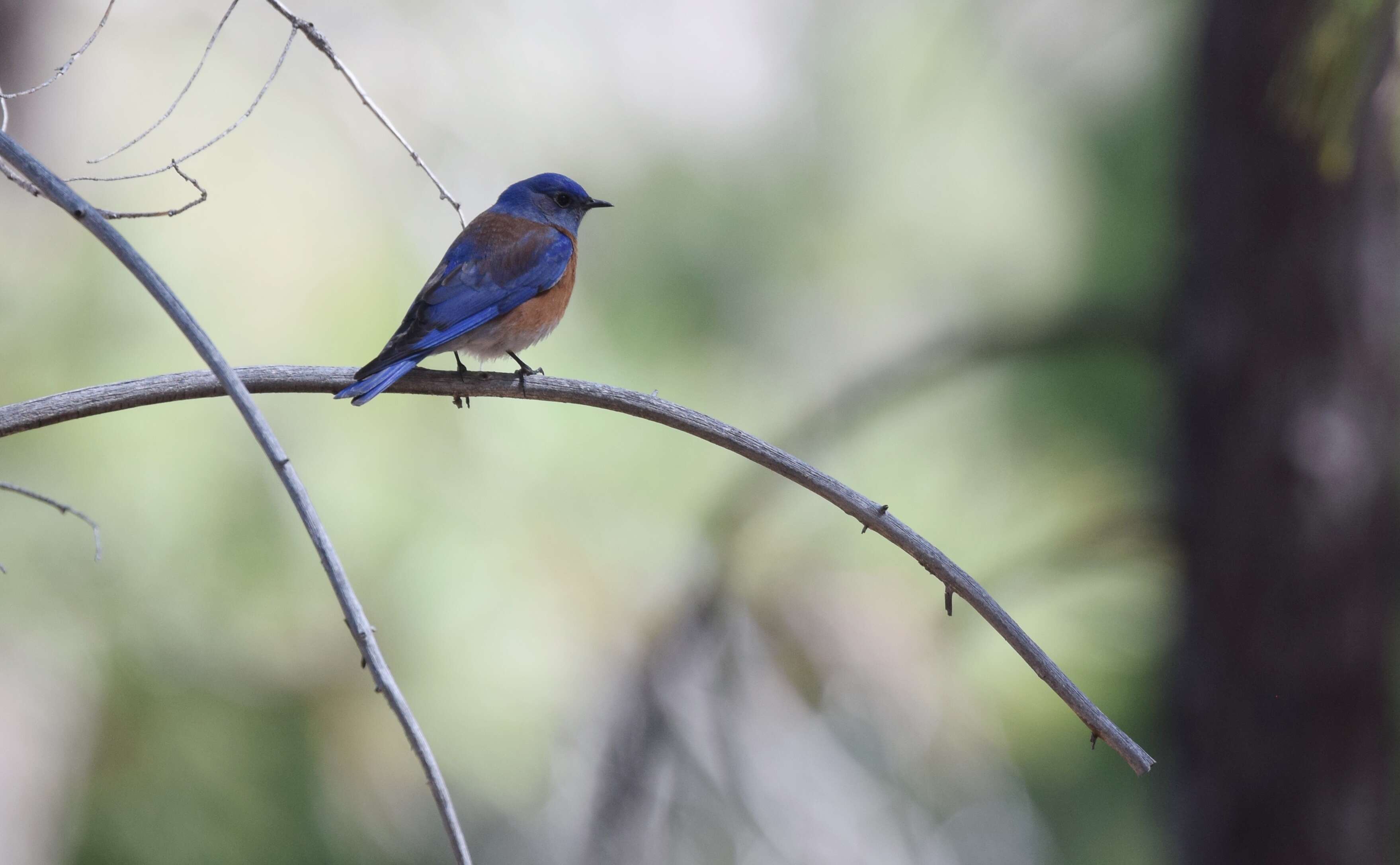 Image of Mountain Bluebird