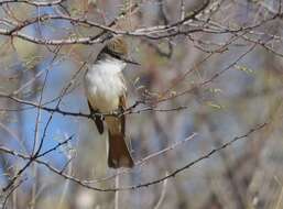 Image of Ash-throated Flycatcher