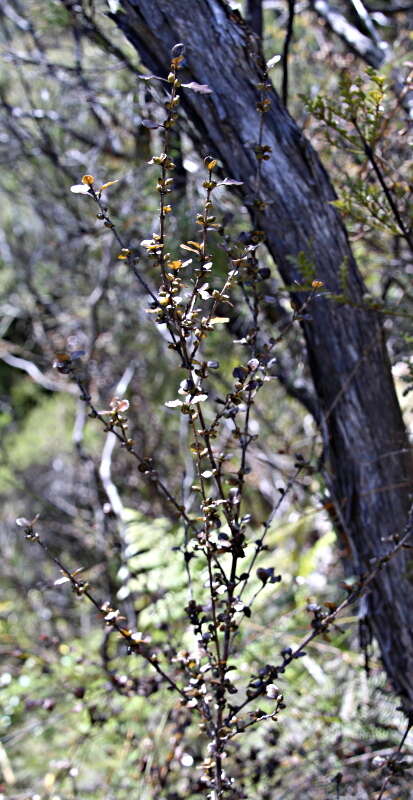 Image of Coprosma spathulata subsp. spathulata