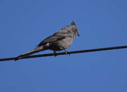 Image of Phainopepla Baird & SF 1858