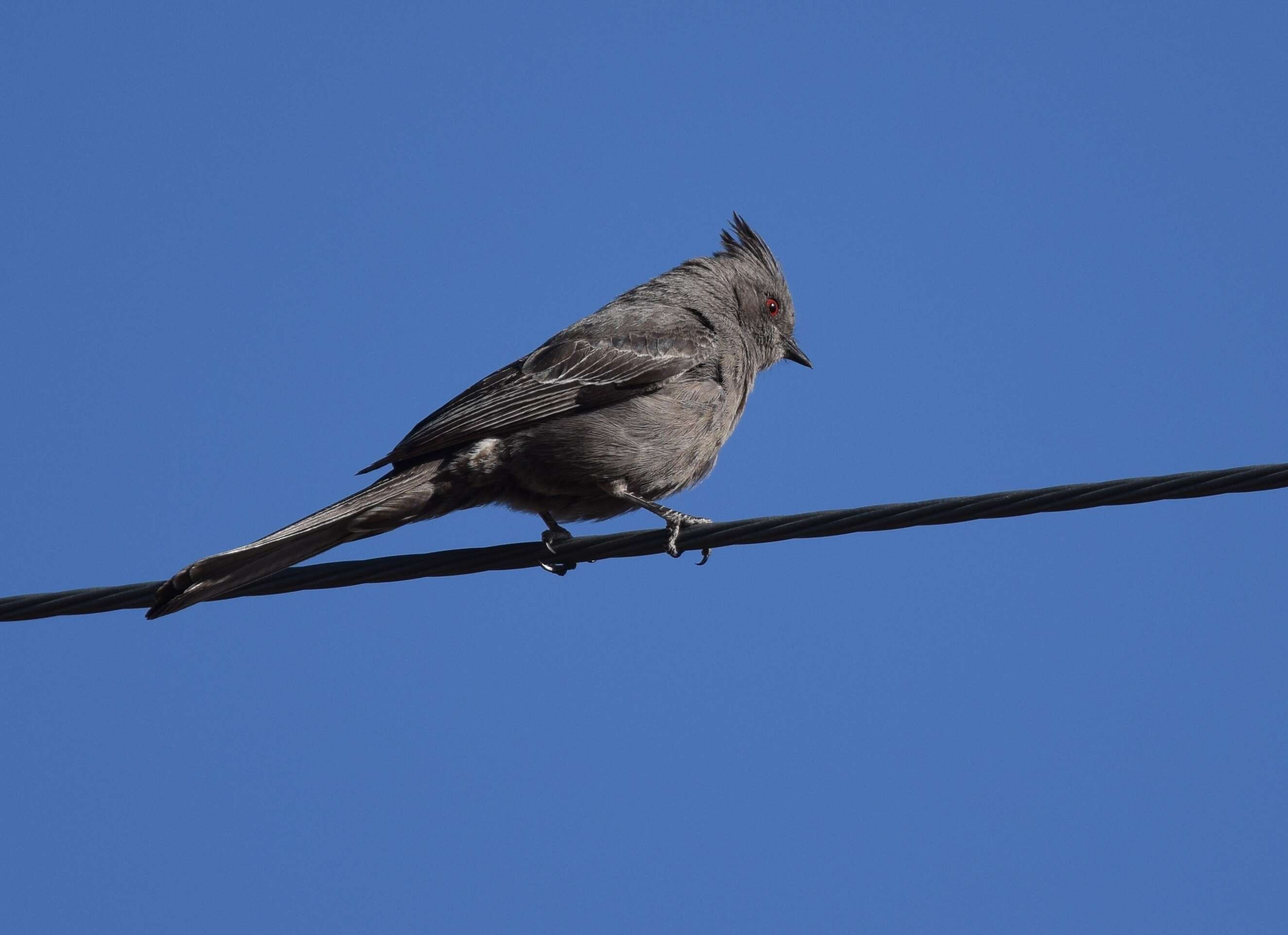 Image of Phainopepla Baird & SF 1858