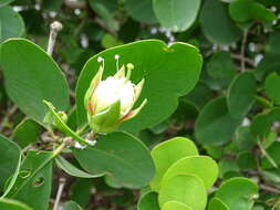 Image of Mangrove apple