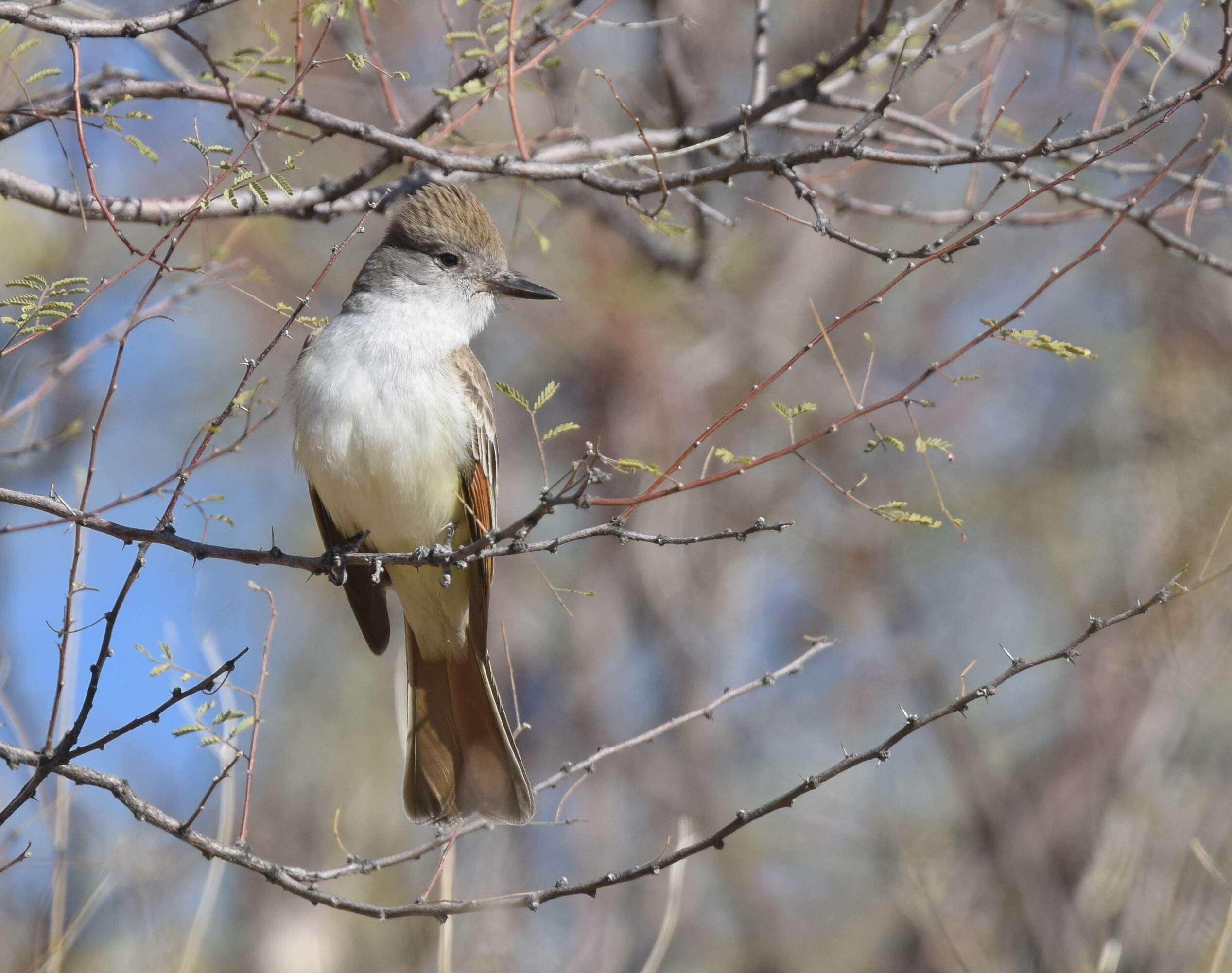 Image of Ash-throated Flycatcher