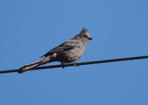 Phainopepla Baird & SF 1858的圖片