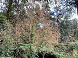 Image of Calomeria amaranthoides Vent.