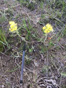 Image of alpine golden buckwheat