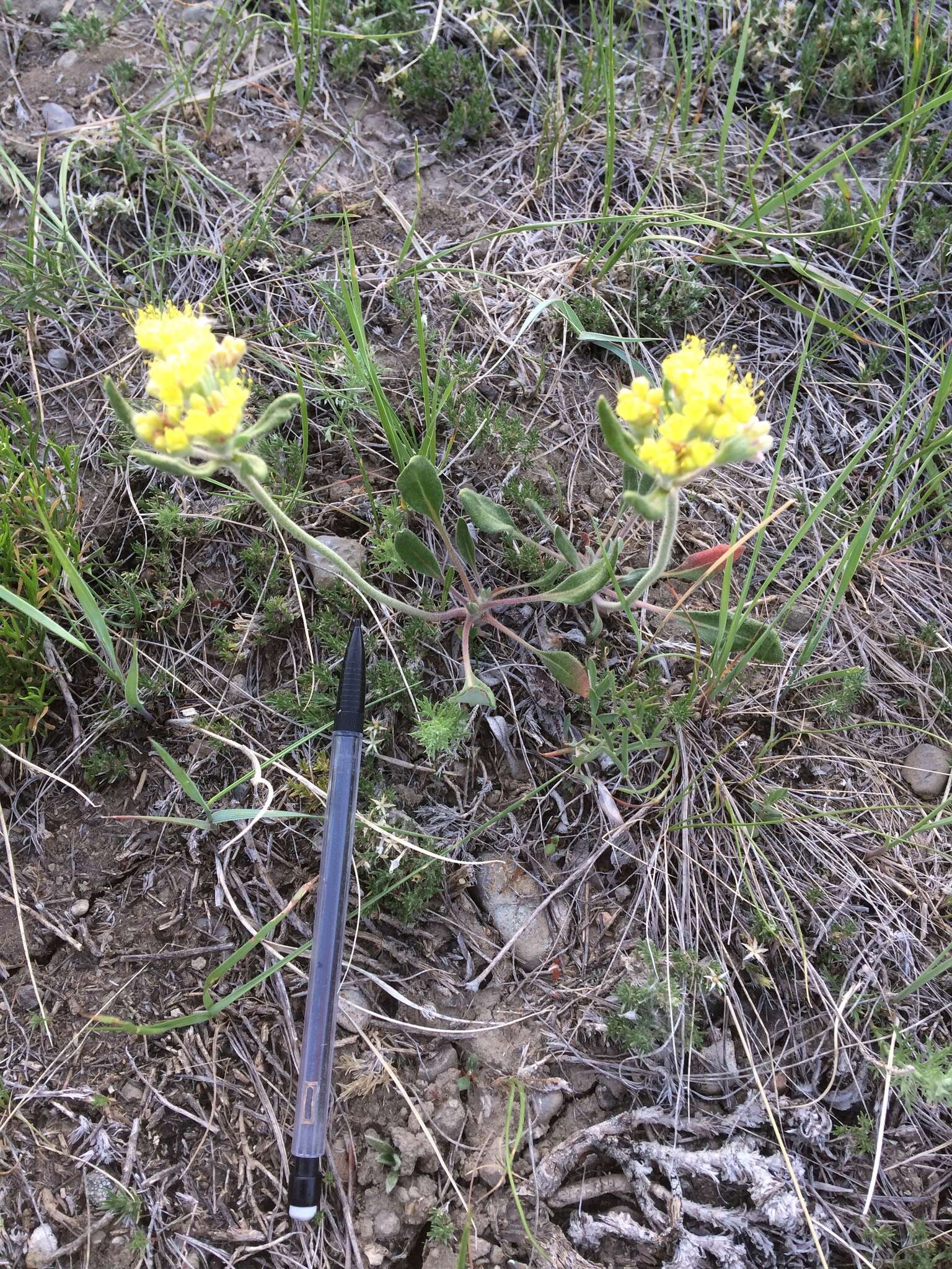 Imagem de Eriogonum flavum Nutt.