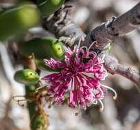 Image of Hakea clavata Labill.