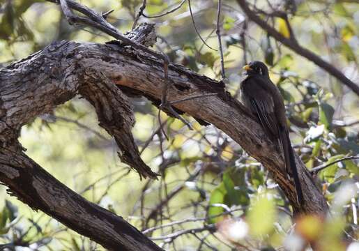 Слика од Trogon elegans Gould 1834