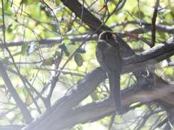 Imagem de Trogon elegans Gould 1834