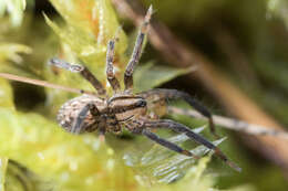 Image of Western False Wolf Spider