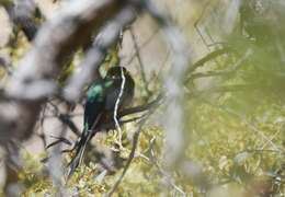 Imagem de Trogon elegans Gould 1834