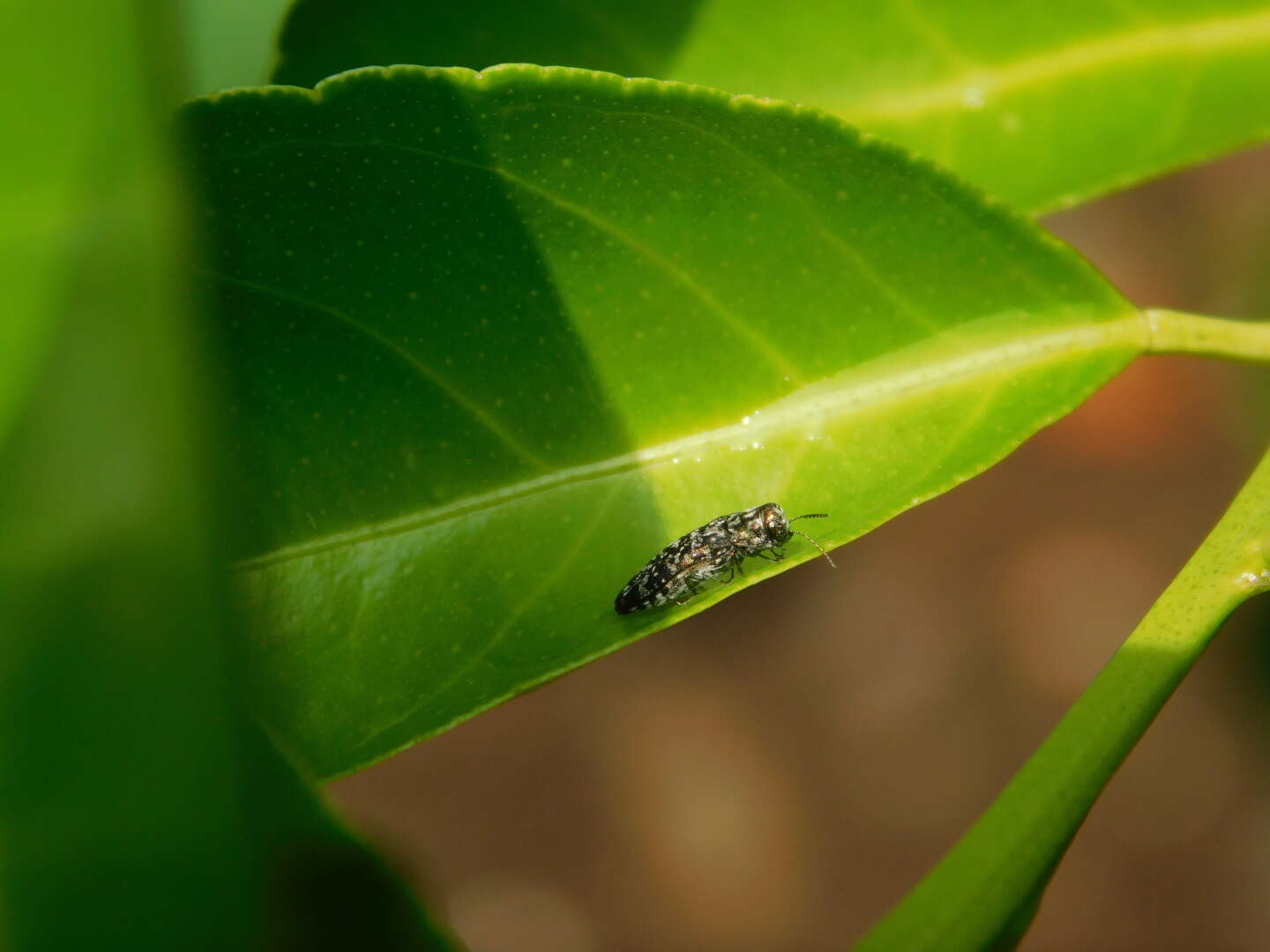 Agrilus occipitalis (Eschscholtz 1822)的圖片