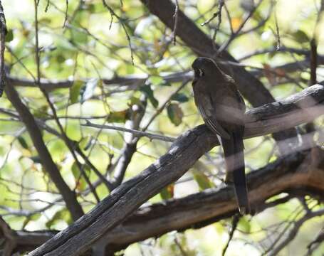 Plancia ëd Trogon elegans Gould 1834