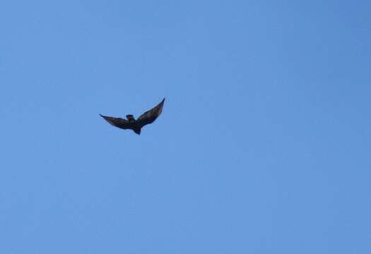 Image of Zone-tailed Hawk