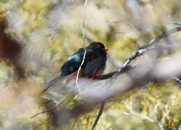 Imagem de Trogon elegans Gould 1834