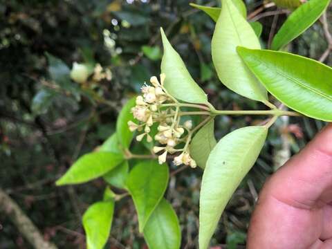 Image of Syzygium crebrinerve (C. T. White) L. A. S. Johnson