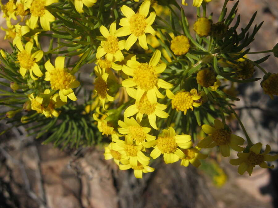 Image of Euryops rehmannii Compton