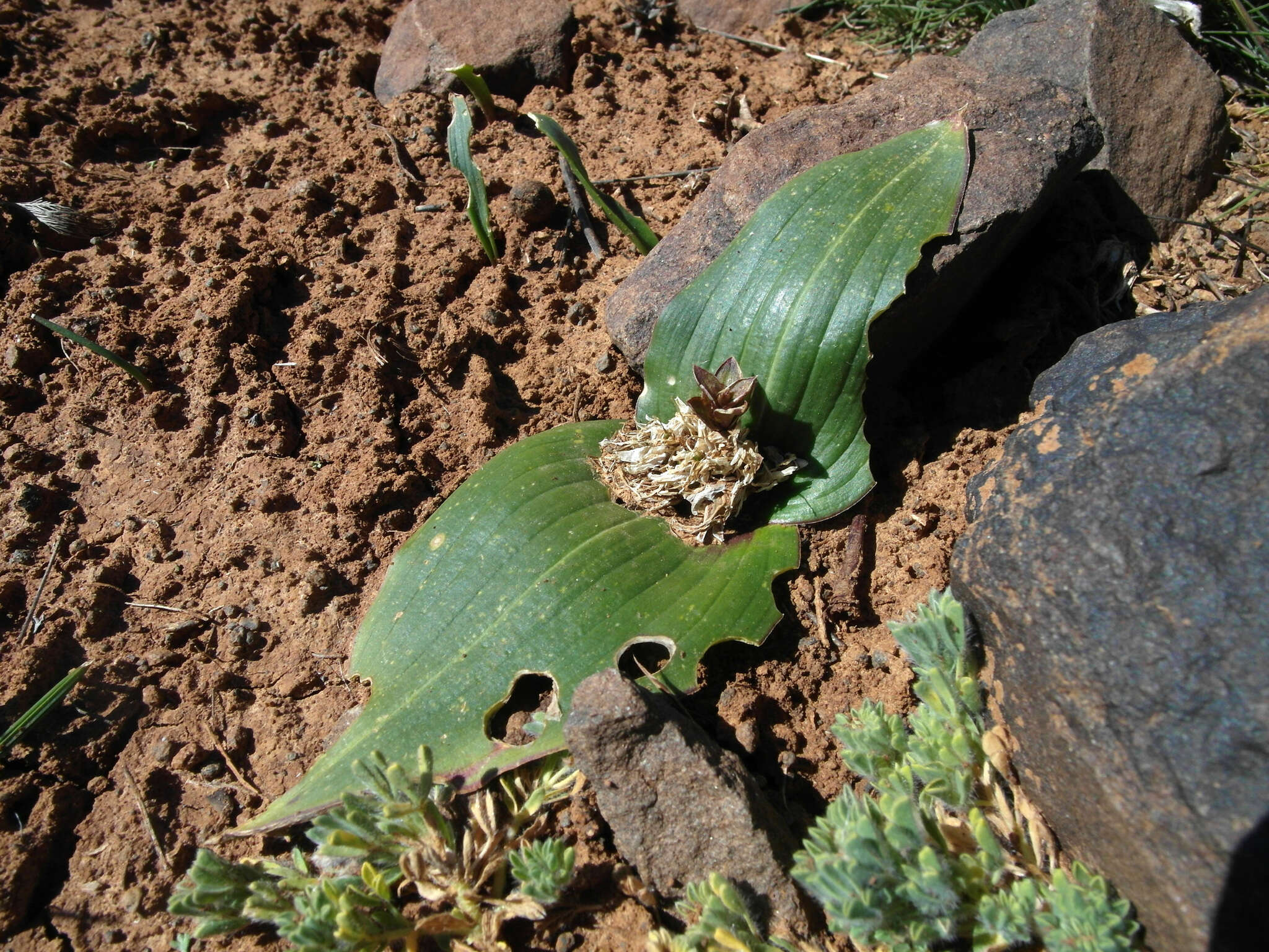 Image of Daubenya marginata (Willd. ex Kunth) J. C. Manning & A. M. van der Merwe