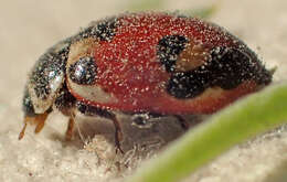 Image of Hippodamia apicalis Casey 1899