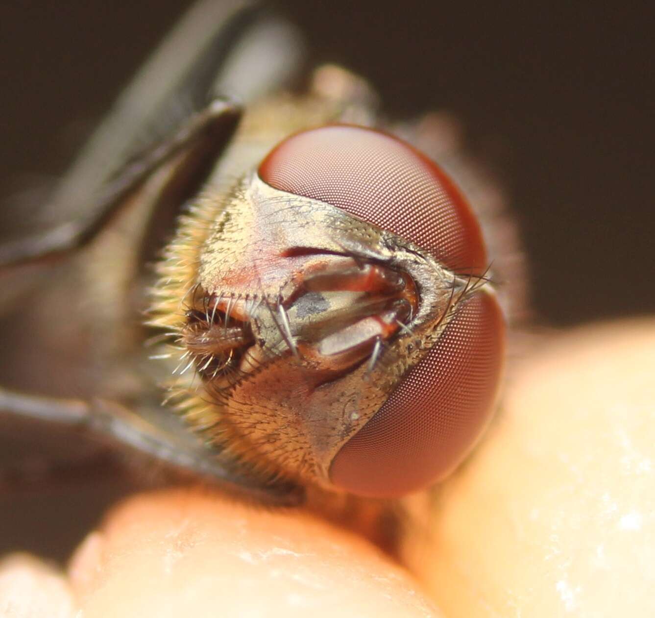 صورة Pollenia angustigena Wainwright 1940