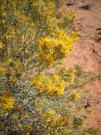 Image of Ericameria nauseosa var. hololeuca (A. Gray) G. L. Nesom & G. I. Baird