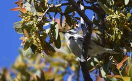 Image of Black-throated Grey Warbler