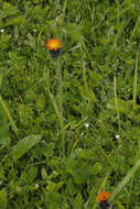 Image of orange hawkweed