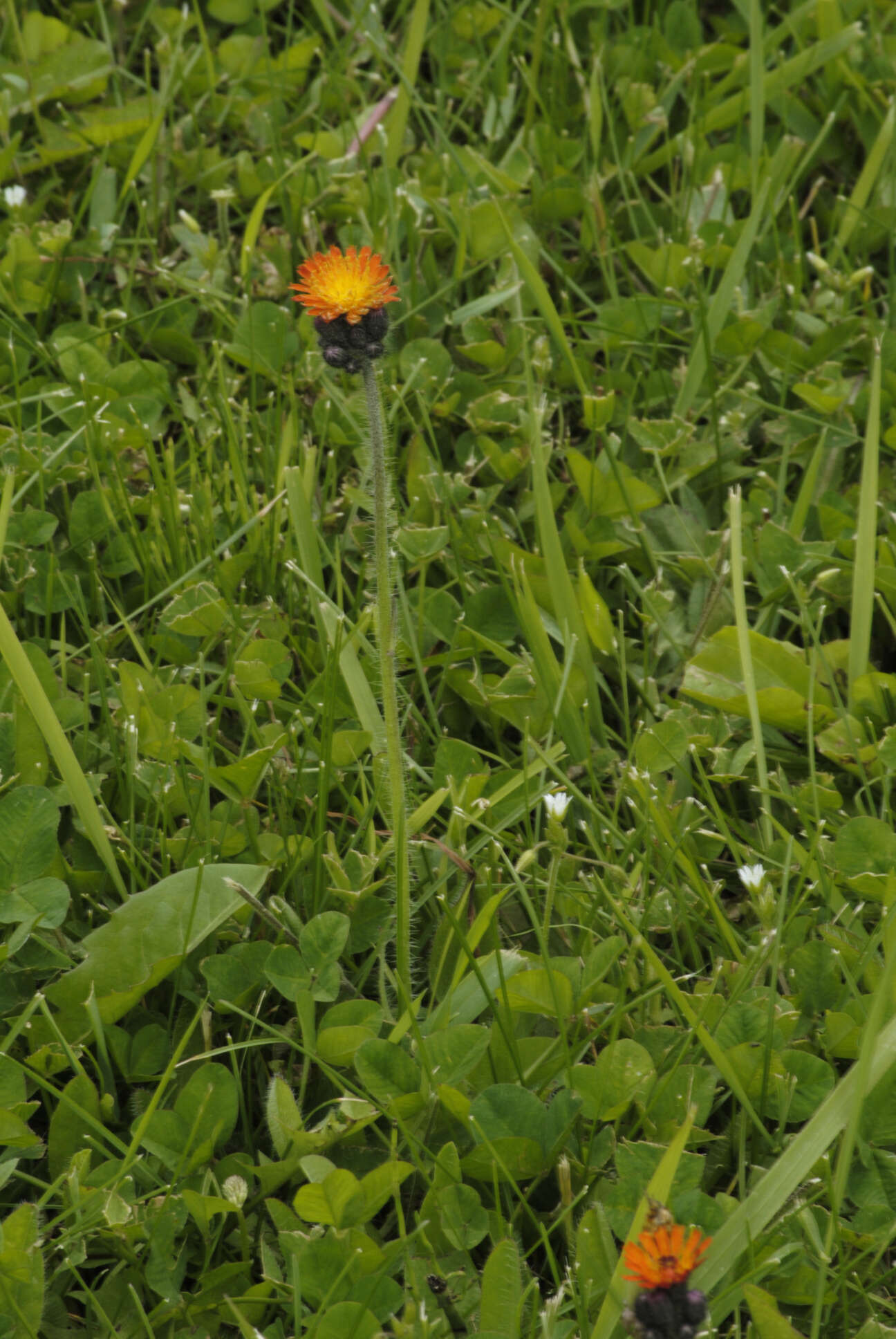 Image of orange hawkweed