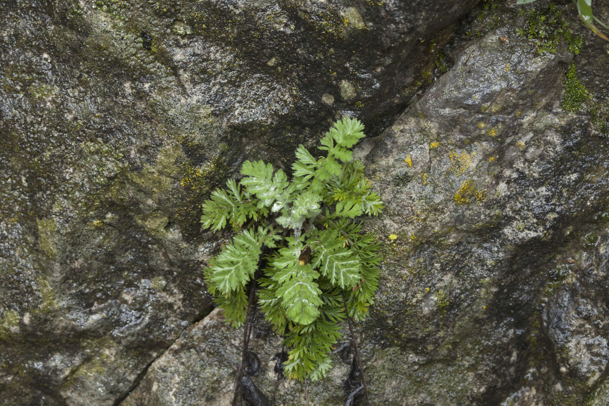 Tanacetum poteriifolium (Ledeb.) Grierson的圖片