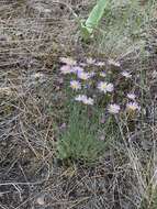 Imagem de Erigeron filifolius (Hook.) Nutt.