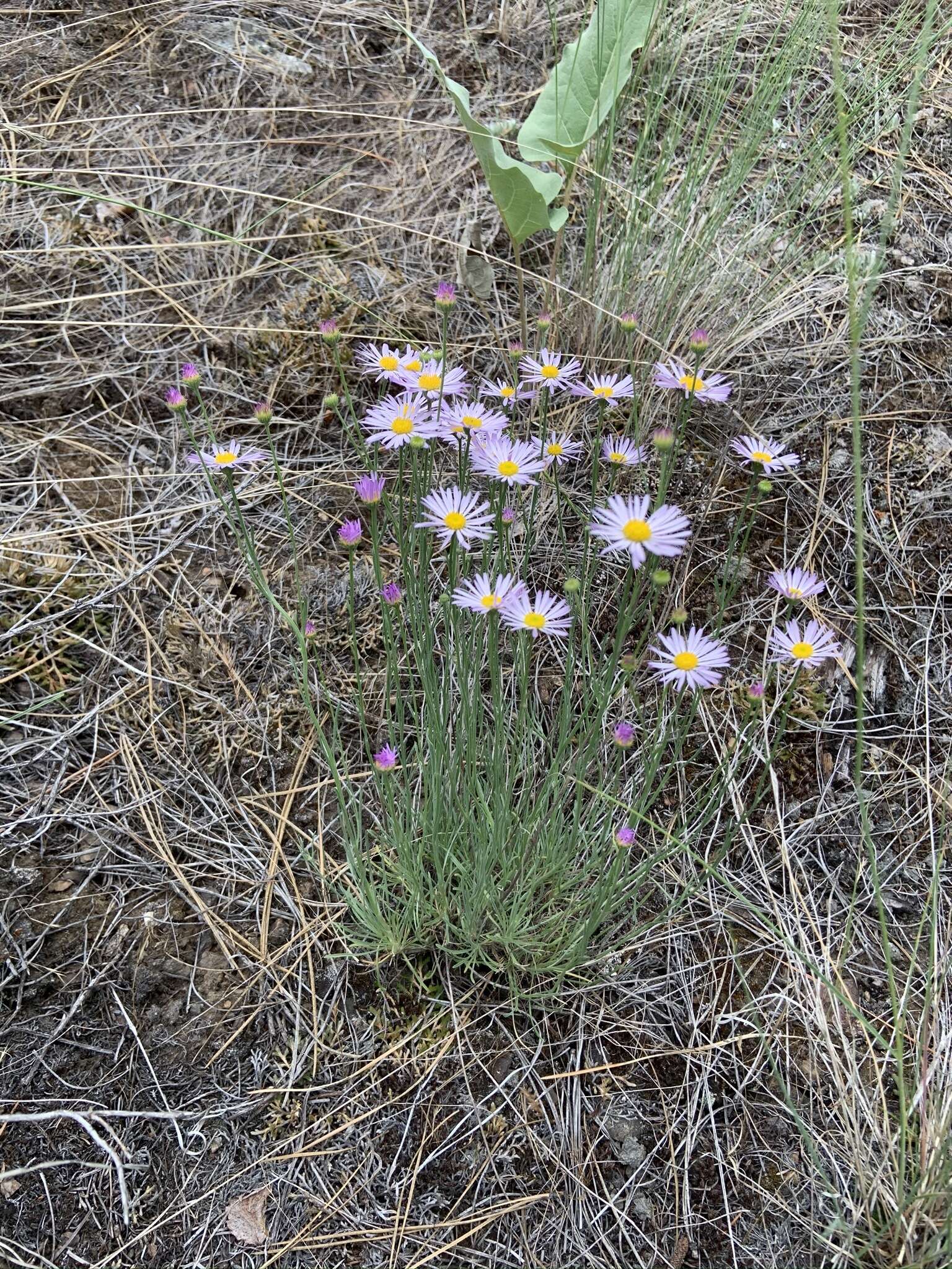 Image of threadleaf fleabane