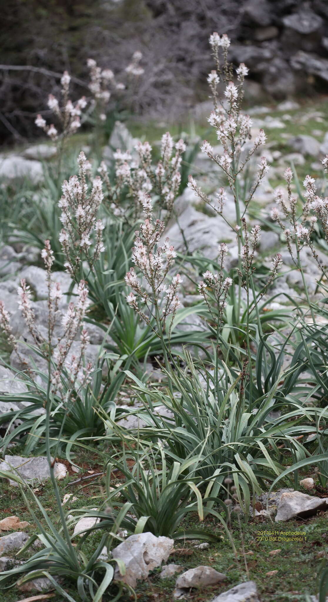 Image de Asphodelus aestivus Brot.