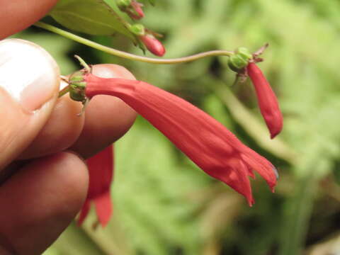 Image of Centropogon cordifolius Benth.