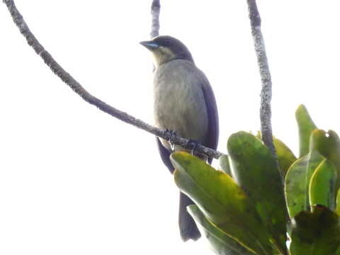 Image of Red-shouldered Tanager