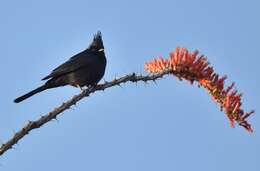 Image of Phainopepla Baird & SF 1858