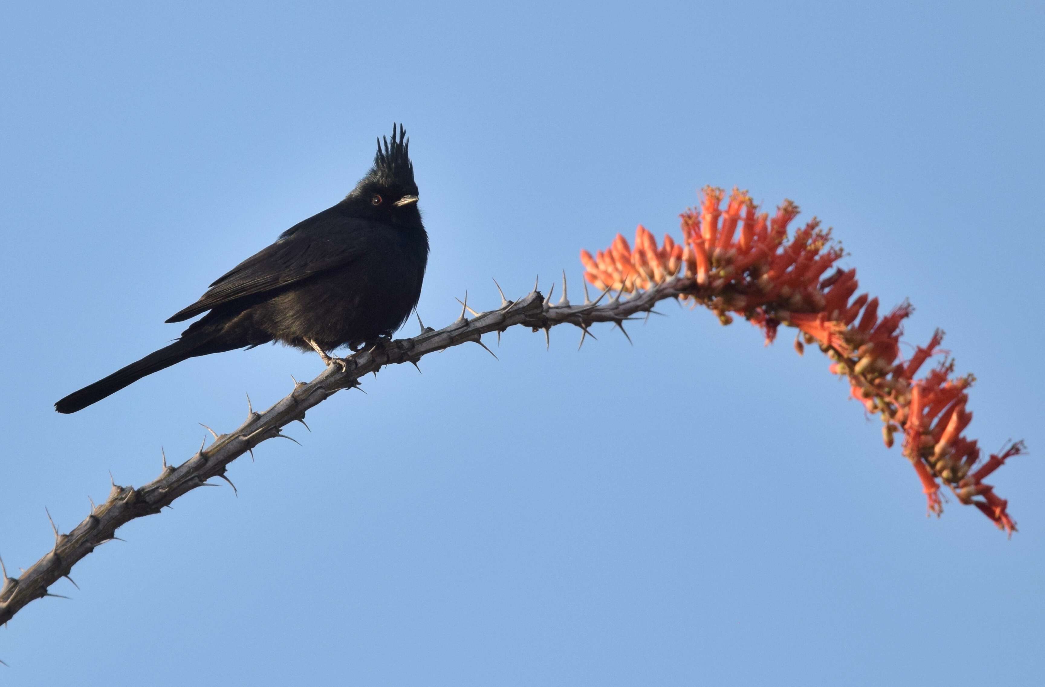 Phainopepla Baird & SF 1858的圖片