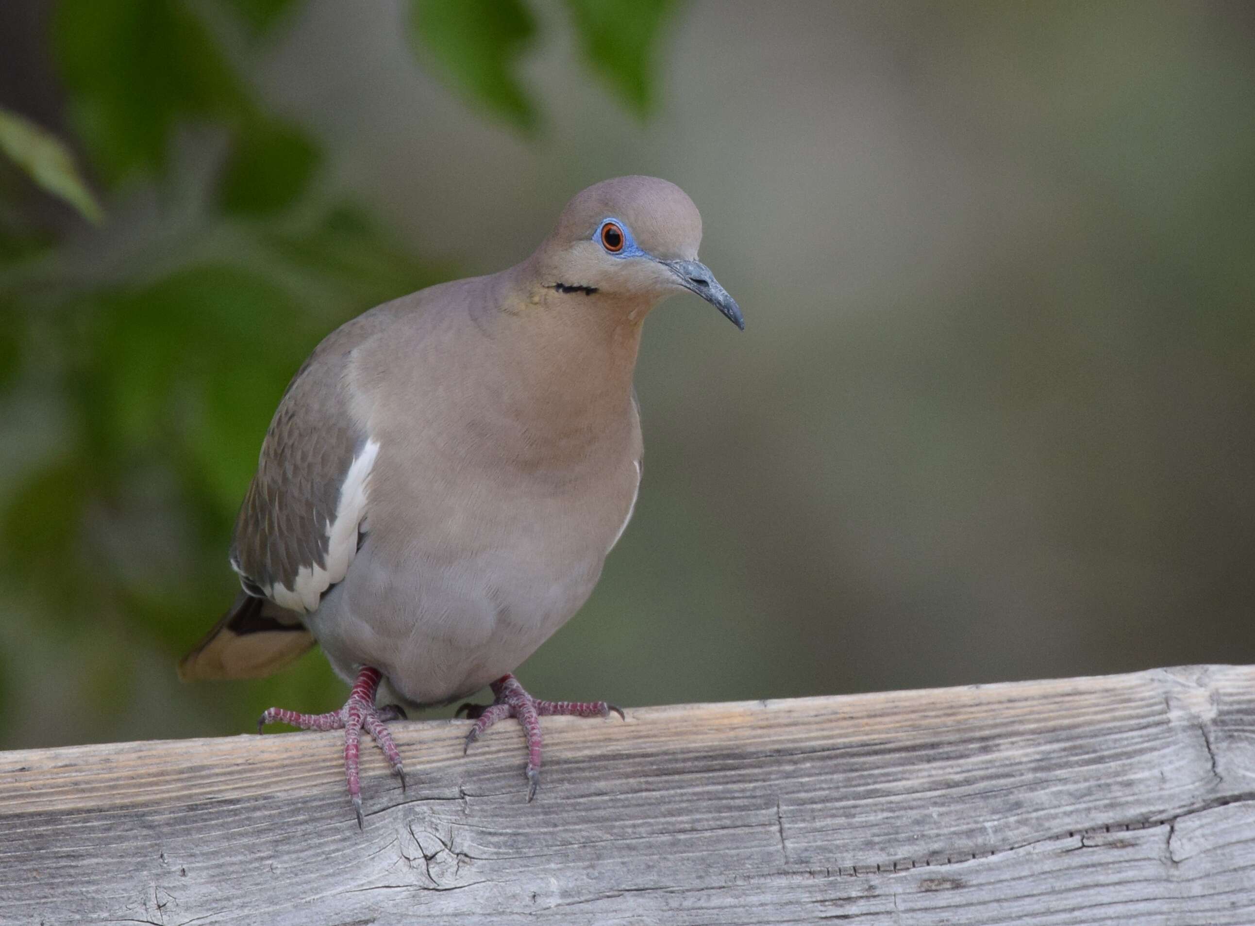 Image of White-winged Dove