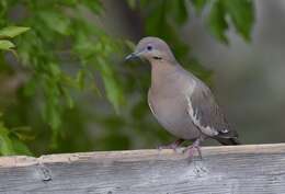 Image of White-winged Dove