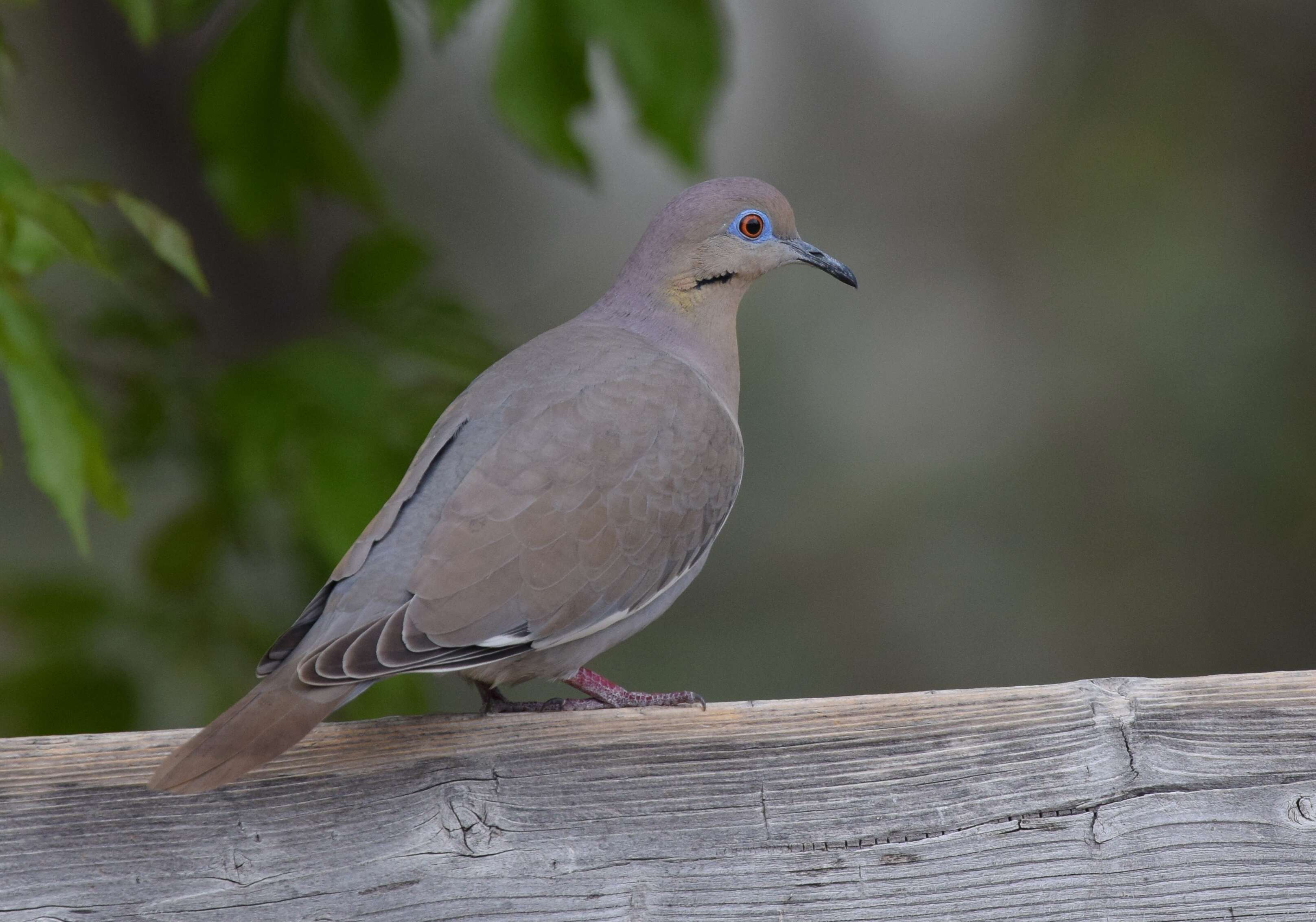 Image of White-winged Dove