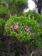 Image de Erica caterviflora Salisb.