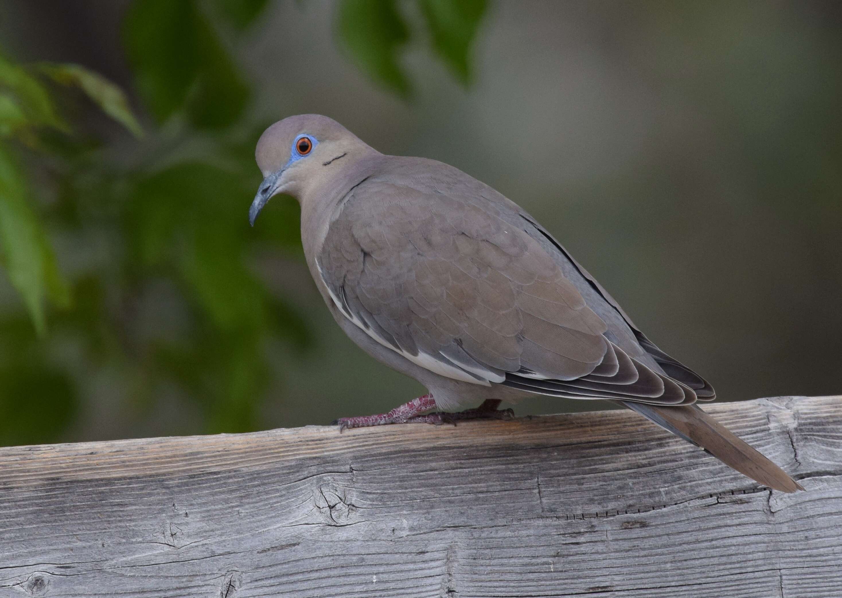 Image of White-winged Dove