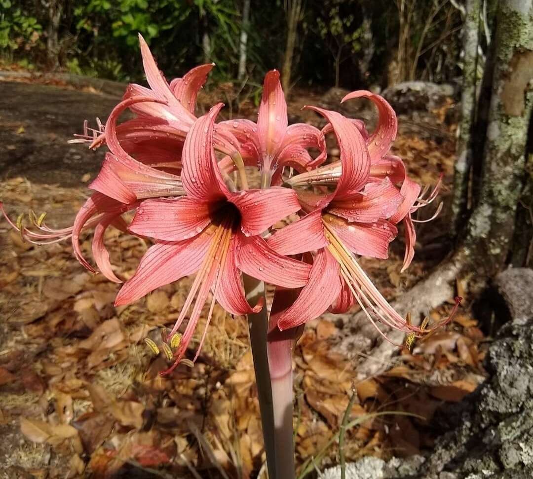 Слика од Hippeastrum stylosum Herb.