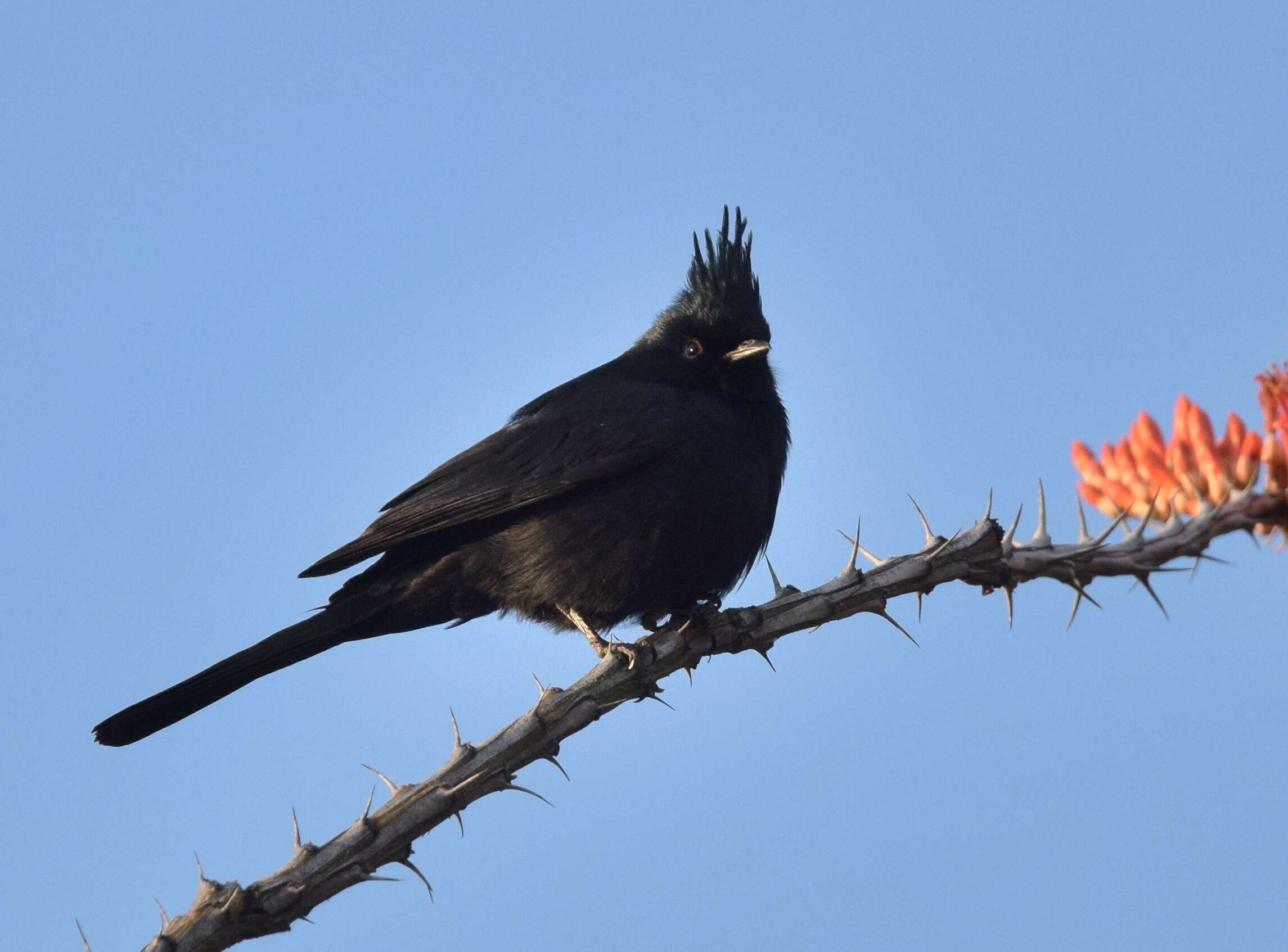 Image of Phainopepla Baird & SF 1858