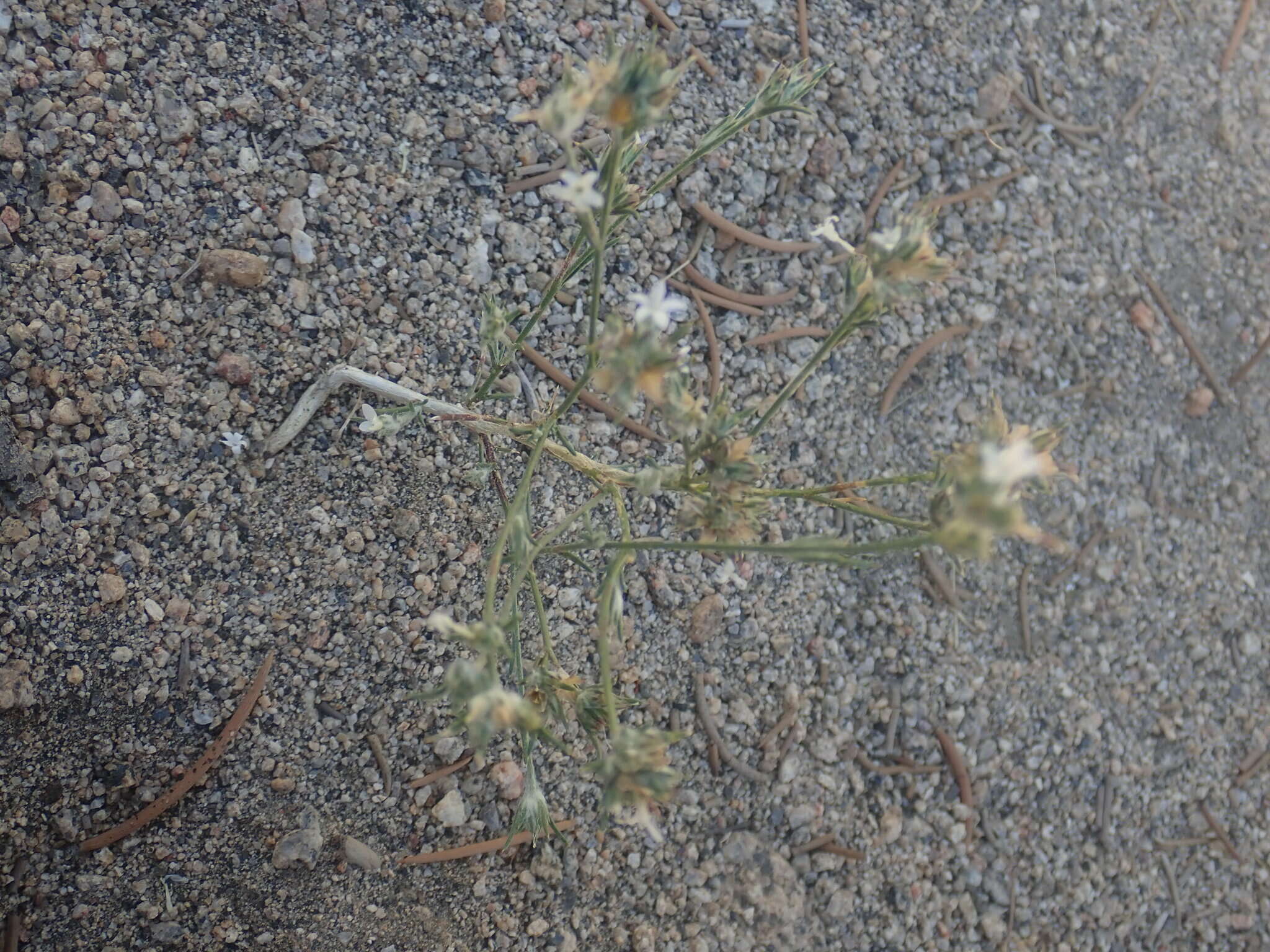 Imagem de Eriastrum sparsiflorum (Eastw.) Mason