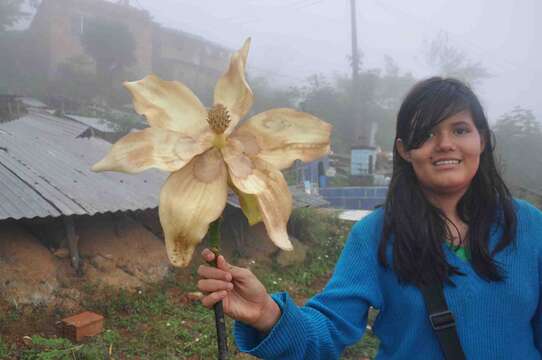 Image of cloudforest magnolia