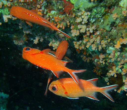 Image of Immaculate Squirrelfish